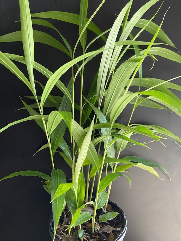 Galangal, Lesser (Alpinia officinarum) "Thai Ginger", 1G