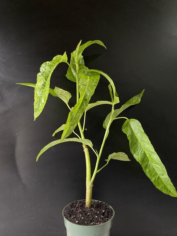 Hibiscus - Edible Long Leaf (Abelmoschus manihot) 4"