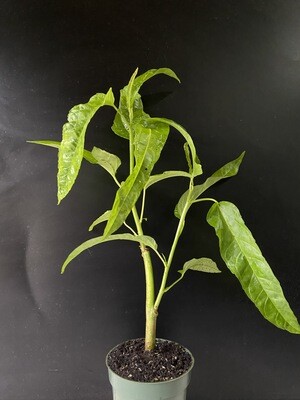 Hibiscus - Edible Long Leaf (Abelmoschus manihot)