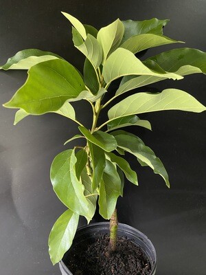 Avocado - Choquette (Persea americana) 1G
