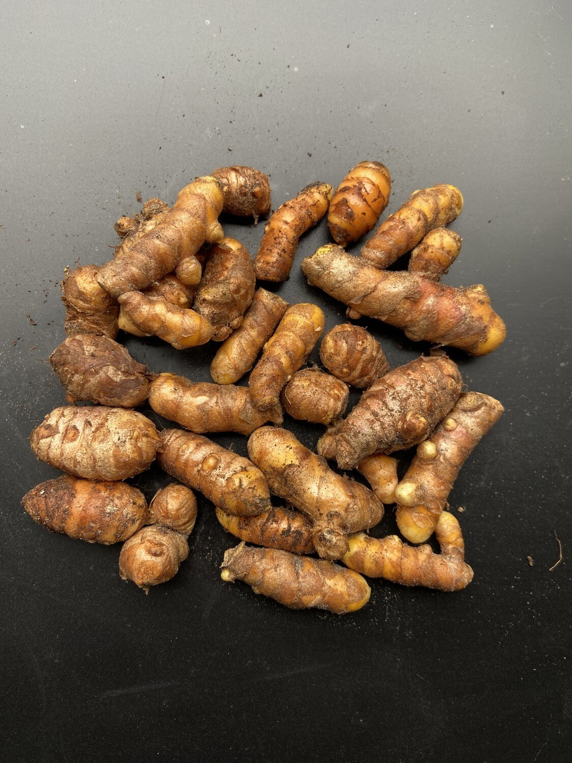 Turmeric Orange ROOTS