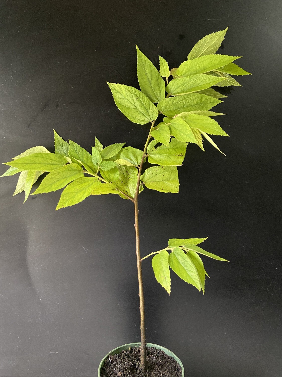 Strawberry tree - Red (Muntingia calabura) 4&quot;