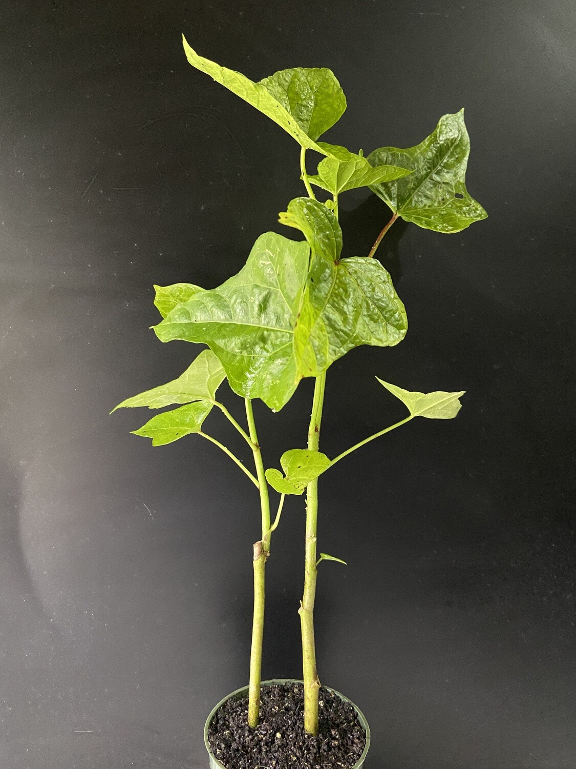 Hibiscus - Tongan Spinach (Abelmoschus manihot) Salad Tree, 4&quot;