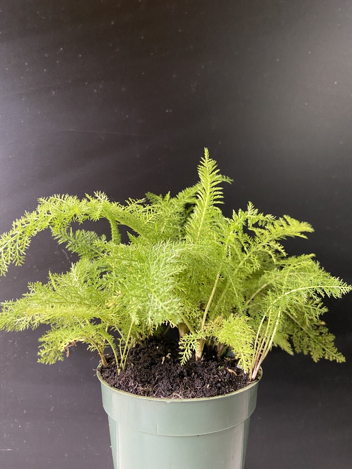 Yarrow - White (Achillea millefolium) 4&quot;