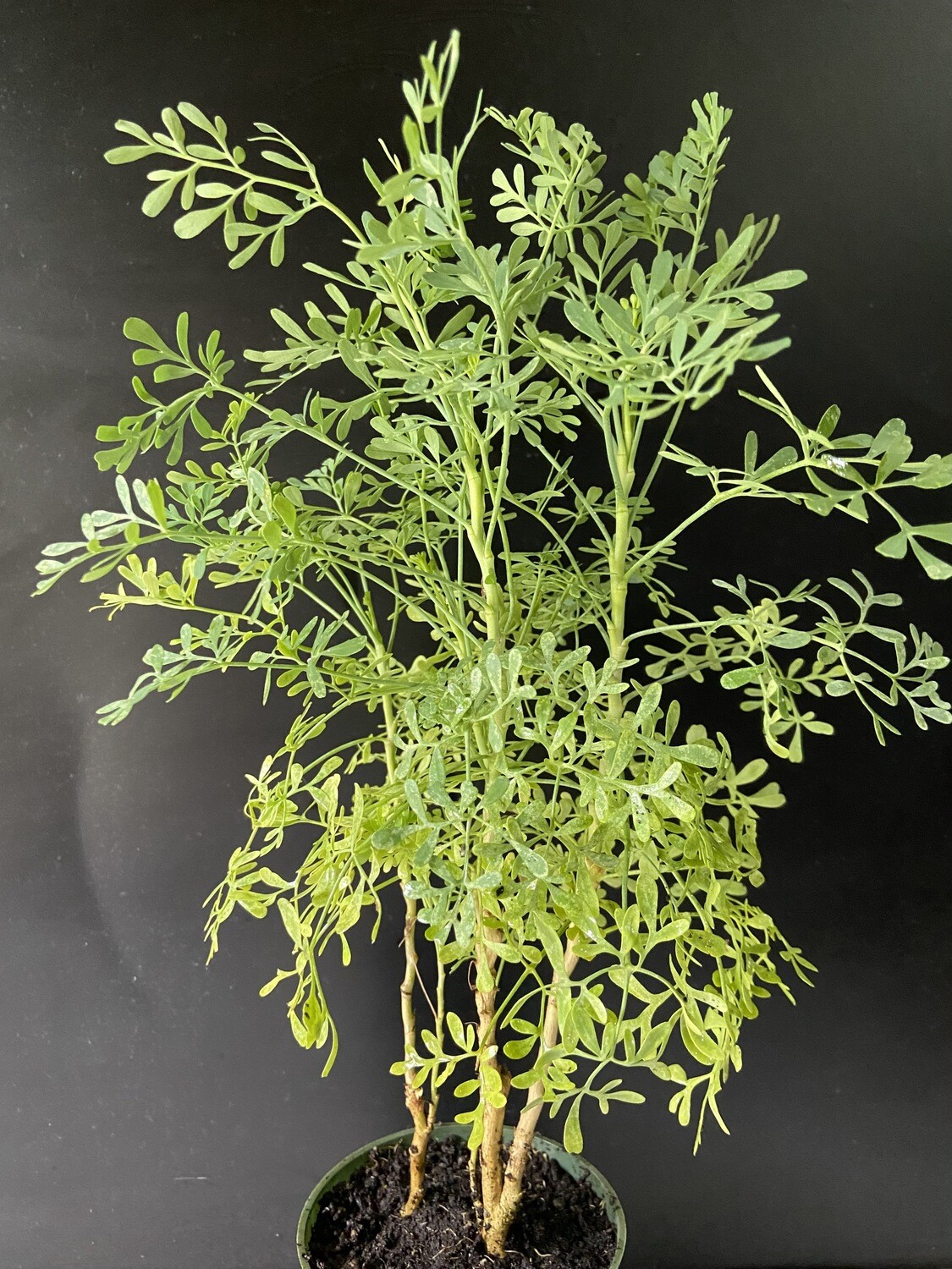 Rue (Ruta graveolens) 4"