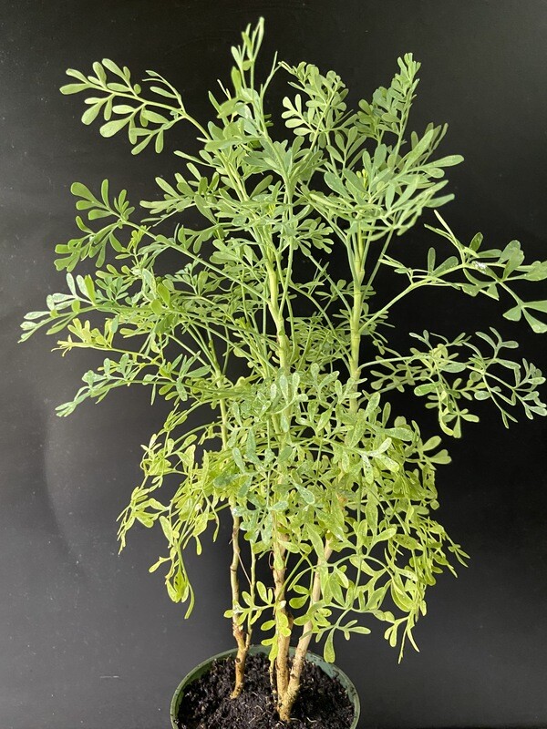 Rue (Ruta graveolens) 4&quot;