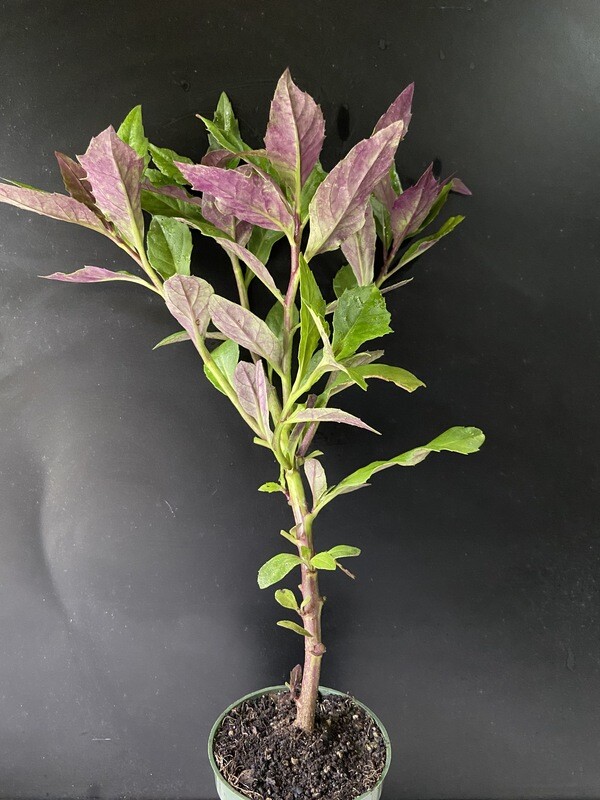 Spinach - Okinawa (Gynura bicolor) 4&quot;
