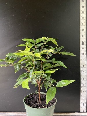 Jaboticaba Tree - Scarlet (Plinia cauliflora) 4"