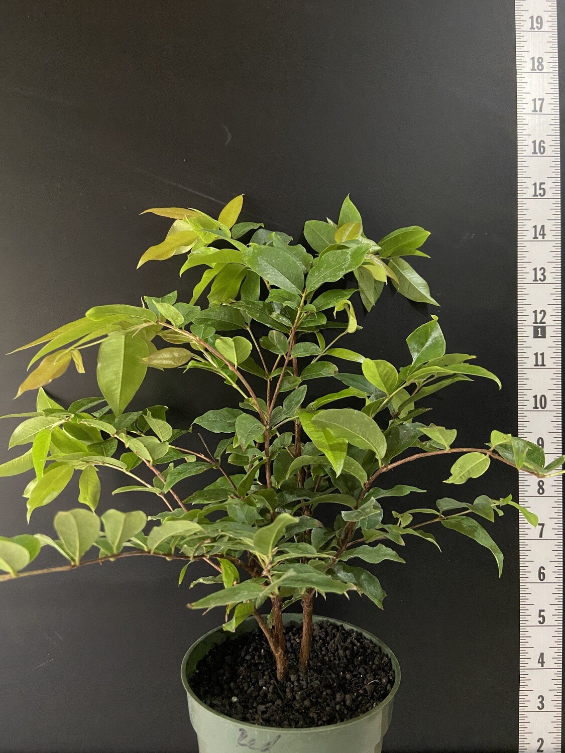 Jaboticaba Tree - Red (Plinia cauliflora) 4&quot;