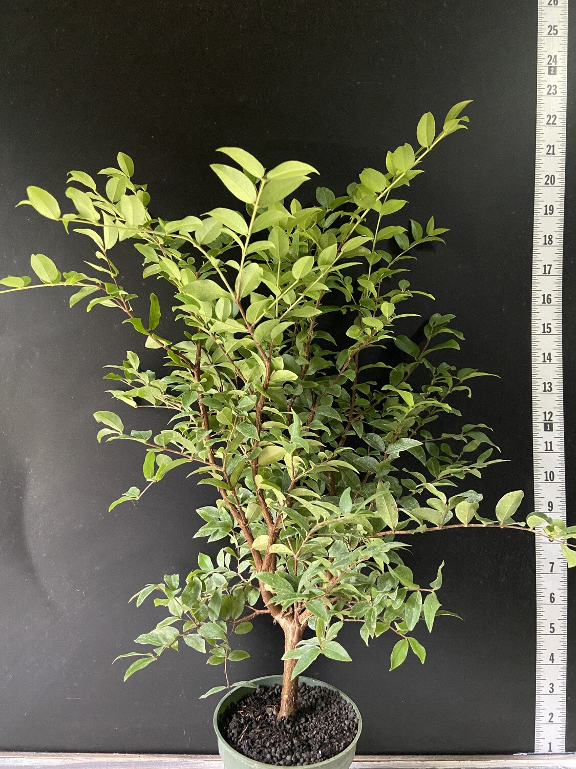 Jaboticaba Tree - Sabara (Plinia cauliflora) 4&quot;