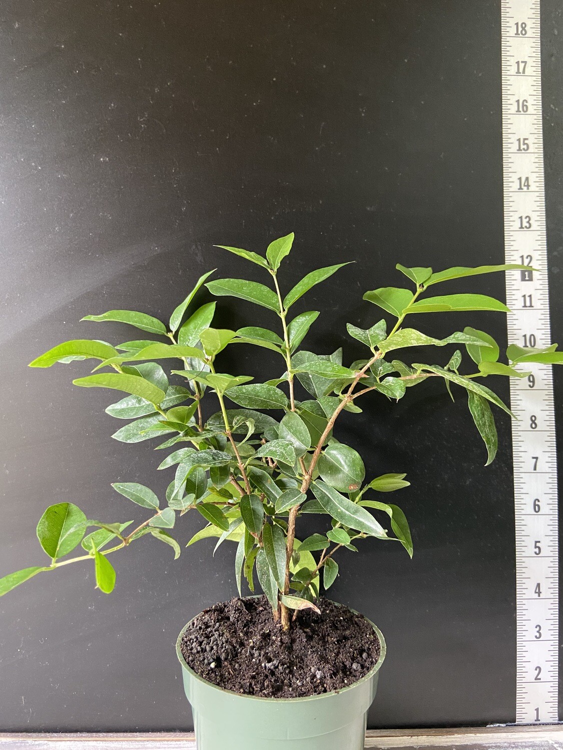 Jaboticaba Tree - Grimal (Plinia cauliflora) 4"
