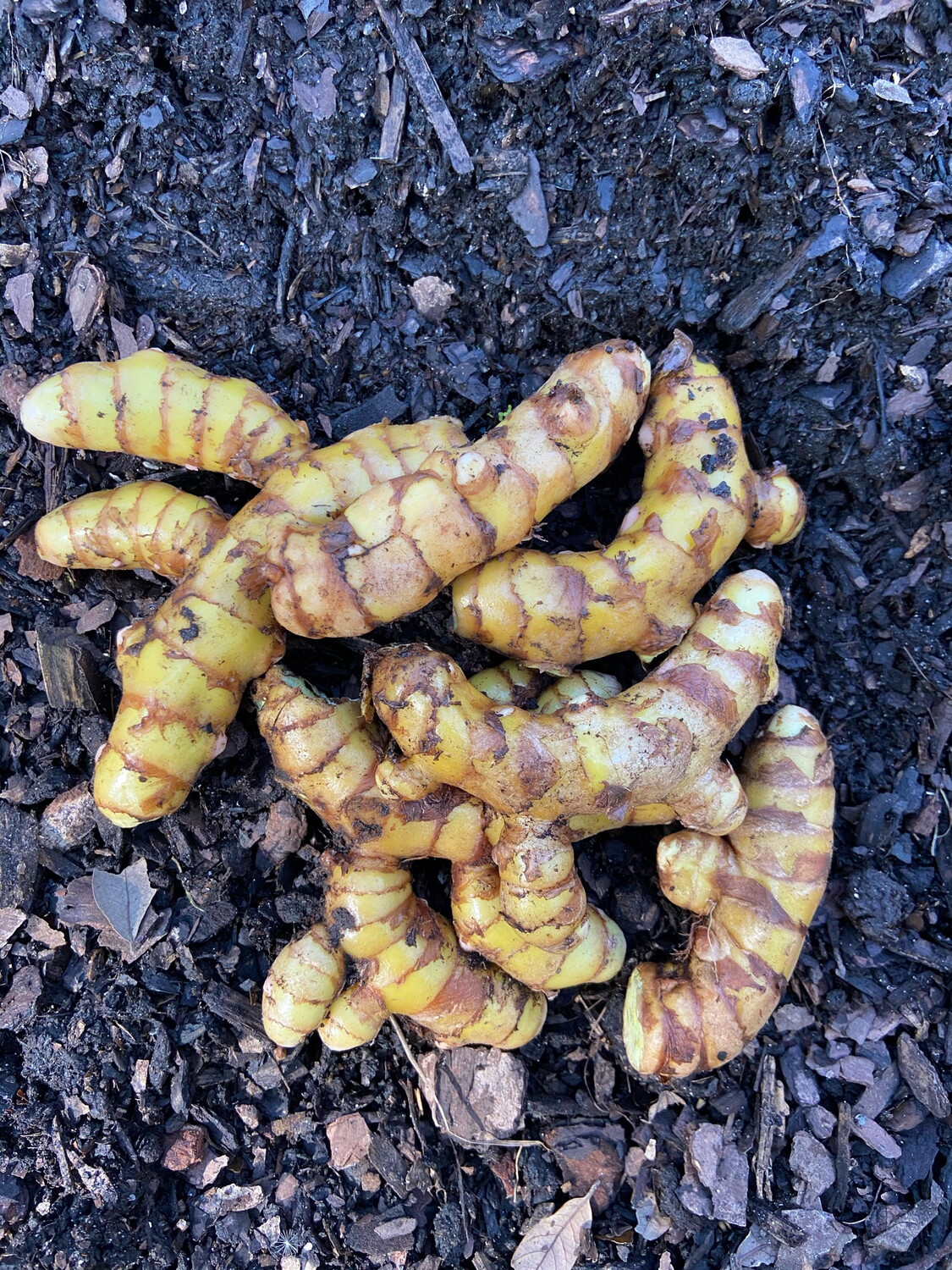 Turmeric - Green ROOTS