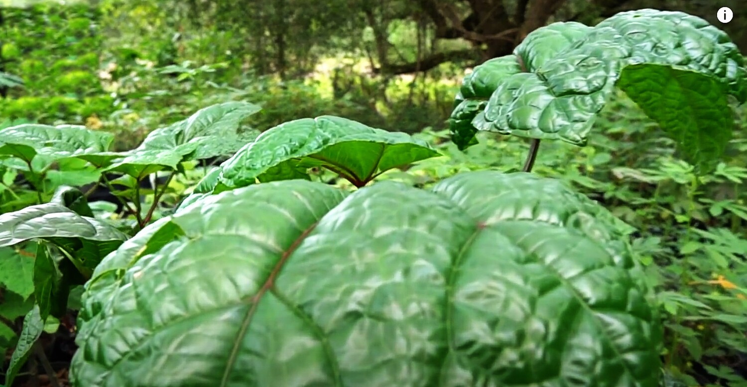 Hibiscus - Tongan Spinach (Abelmoschus manihot) Salad Tree, 4&quot;