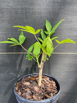 Cassava - TOGO (Manihot esculenta) 1G