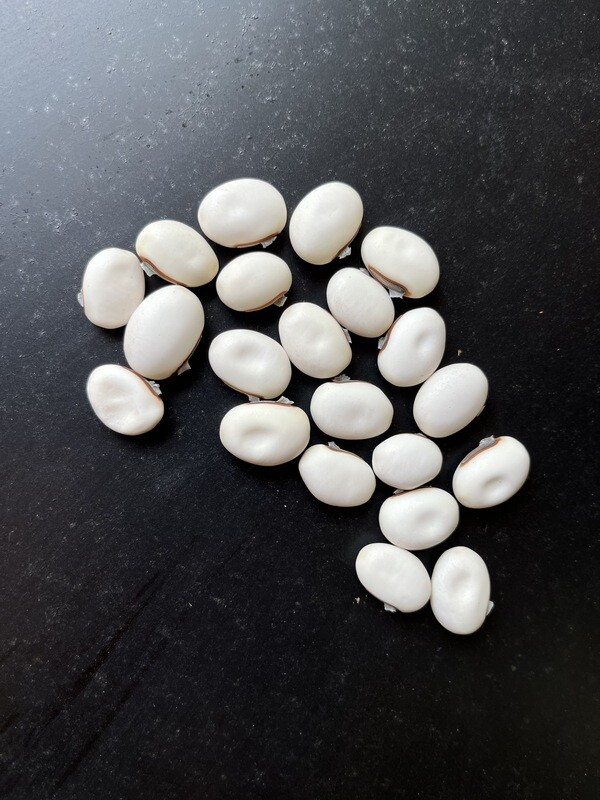 Jack Bean SEEDS (Canavalia ensiformis)