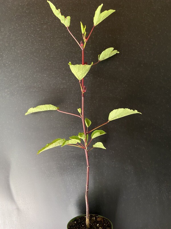 Hibiscus - Roselle (Hibiscus sabdariffa) 4" Hibiscus - Roselle (Hibiscus sabdariffa) 4"