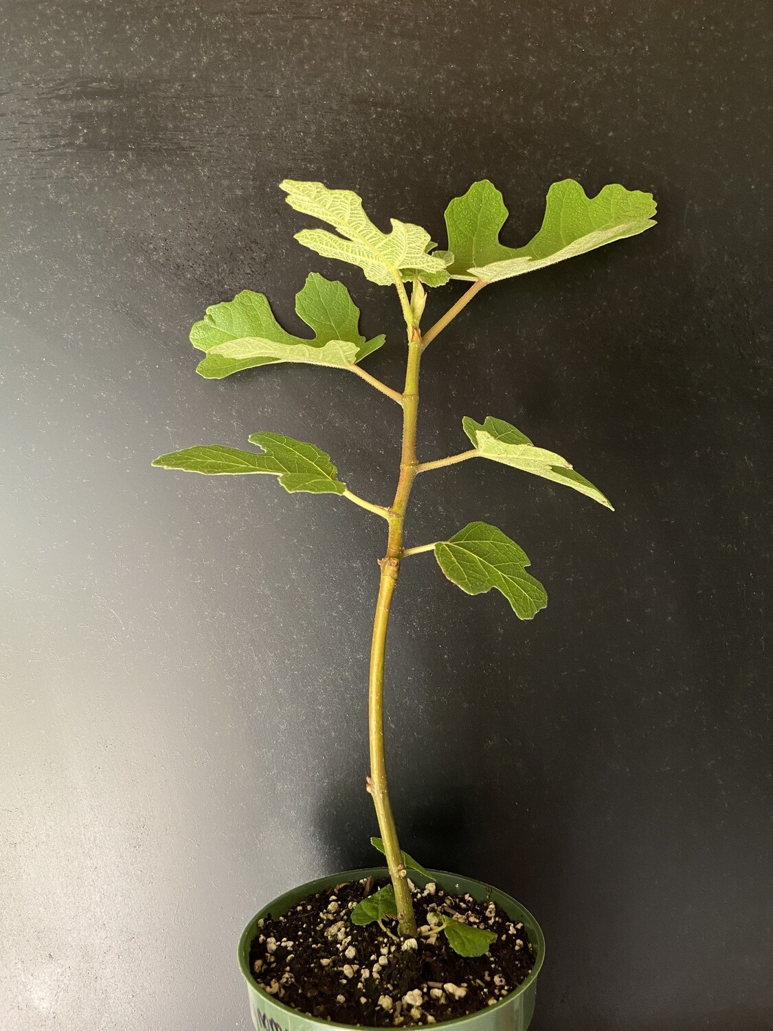 Fig - Fignomenal (Ficus carica) 4"