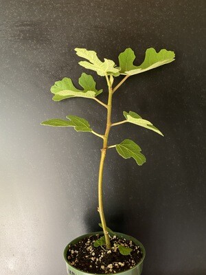 Fig - Fignomenal (Ficus carica)