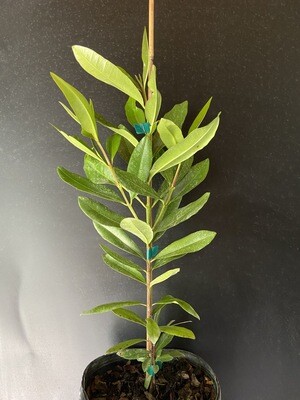 Bay Rum (Pimenta racemosa) 1G