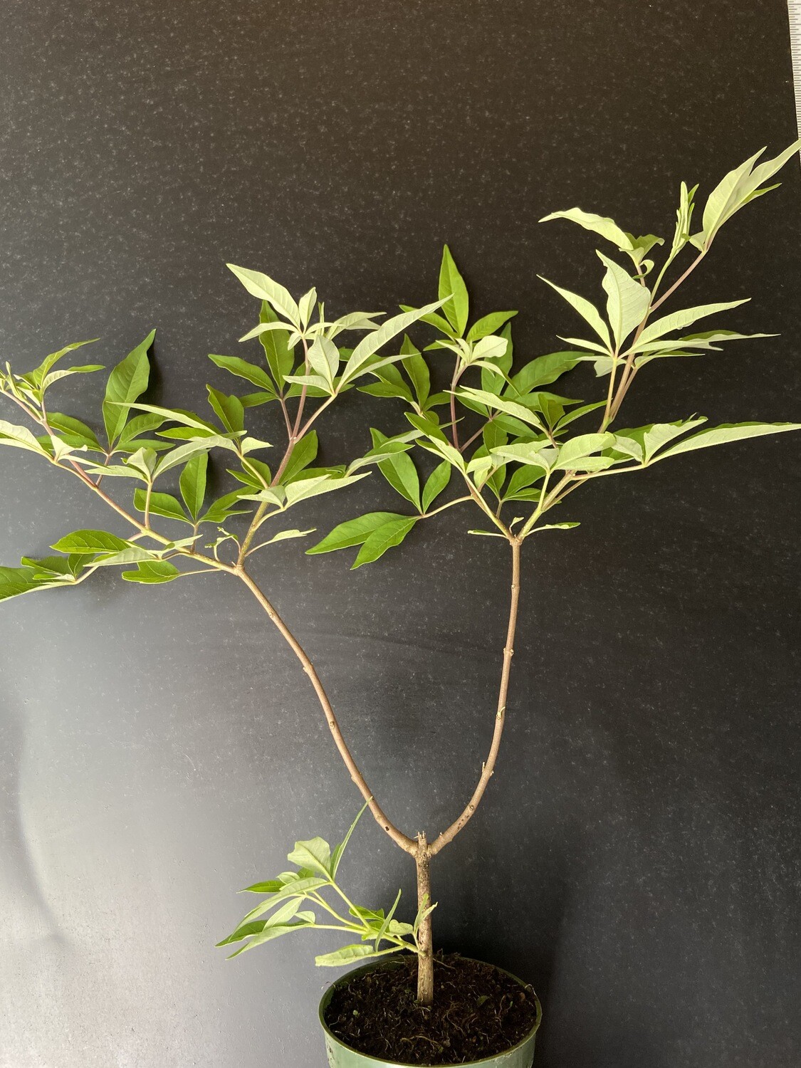 Chaste Tree / Vitex (Vitex agnus-castus) 4&quot;