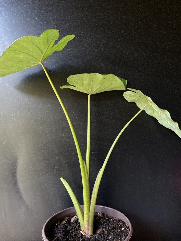 Taro - Puerto Rican (Colocasia esculenta) 1G Taro - Puerto Rican (Colocasia esculenta) 1G