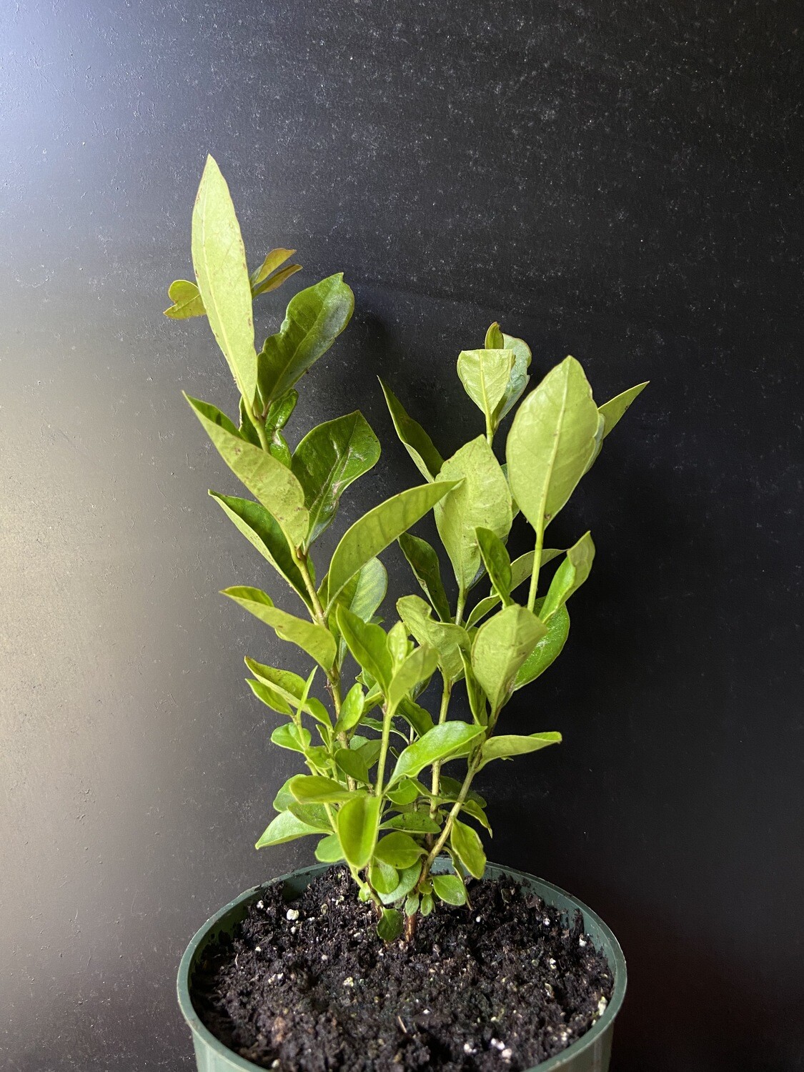 Guava - Strawberry Cattley (Psidium cattleyanum) 4&quot;