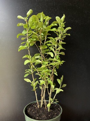Goji Berry, Wolf Berry (Lyceum barbarum) 4"
