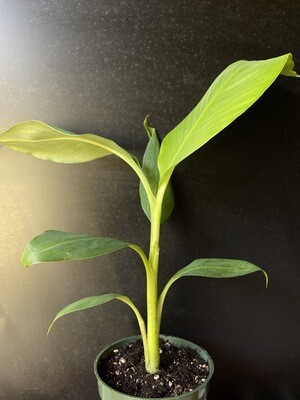 Banana - &#39;Mona Lisa&#39; (Musa acuminata) 4&quot; / Tissue Culture