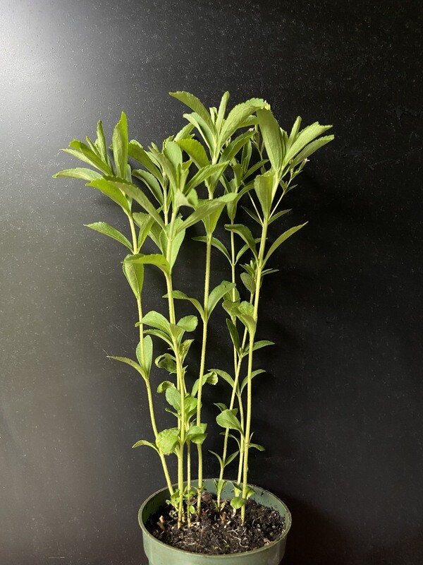 Stevia (Stevia rebaudiana) 4"