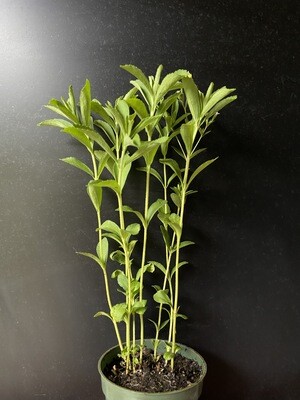Stevia (Stevia rebaudiana)