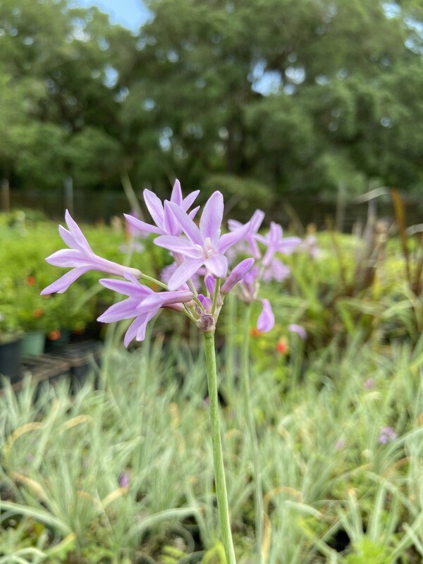 Society Garlic, Variegated (Tulbaghia violacea) 4" Society Garlic, Variegated (Tulbaghia violacea) 4"