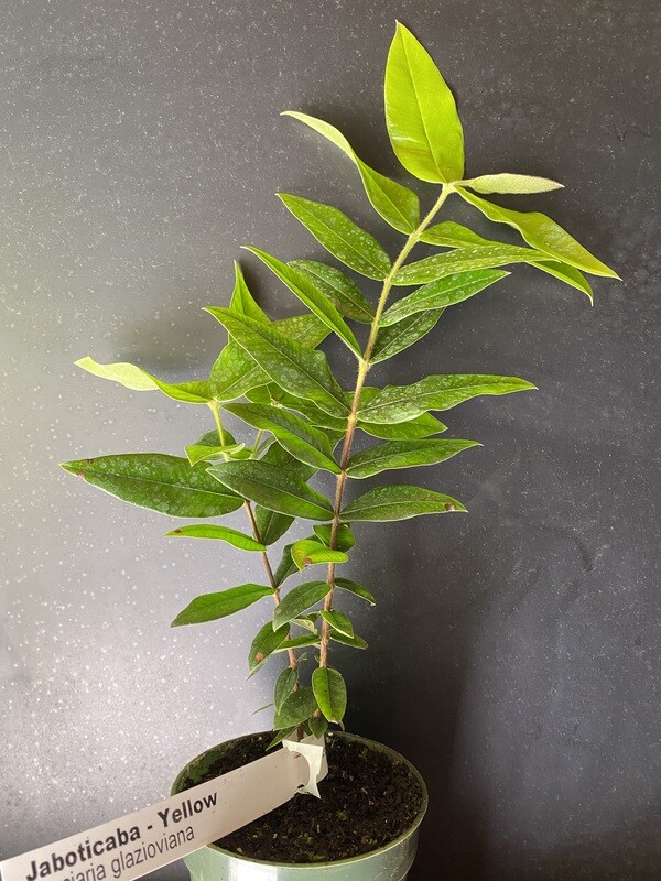 Jaboticaba Tree - Yellow (Myrciaria glazioviana) 4&quot;