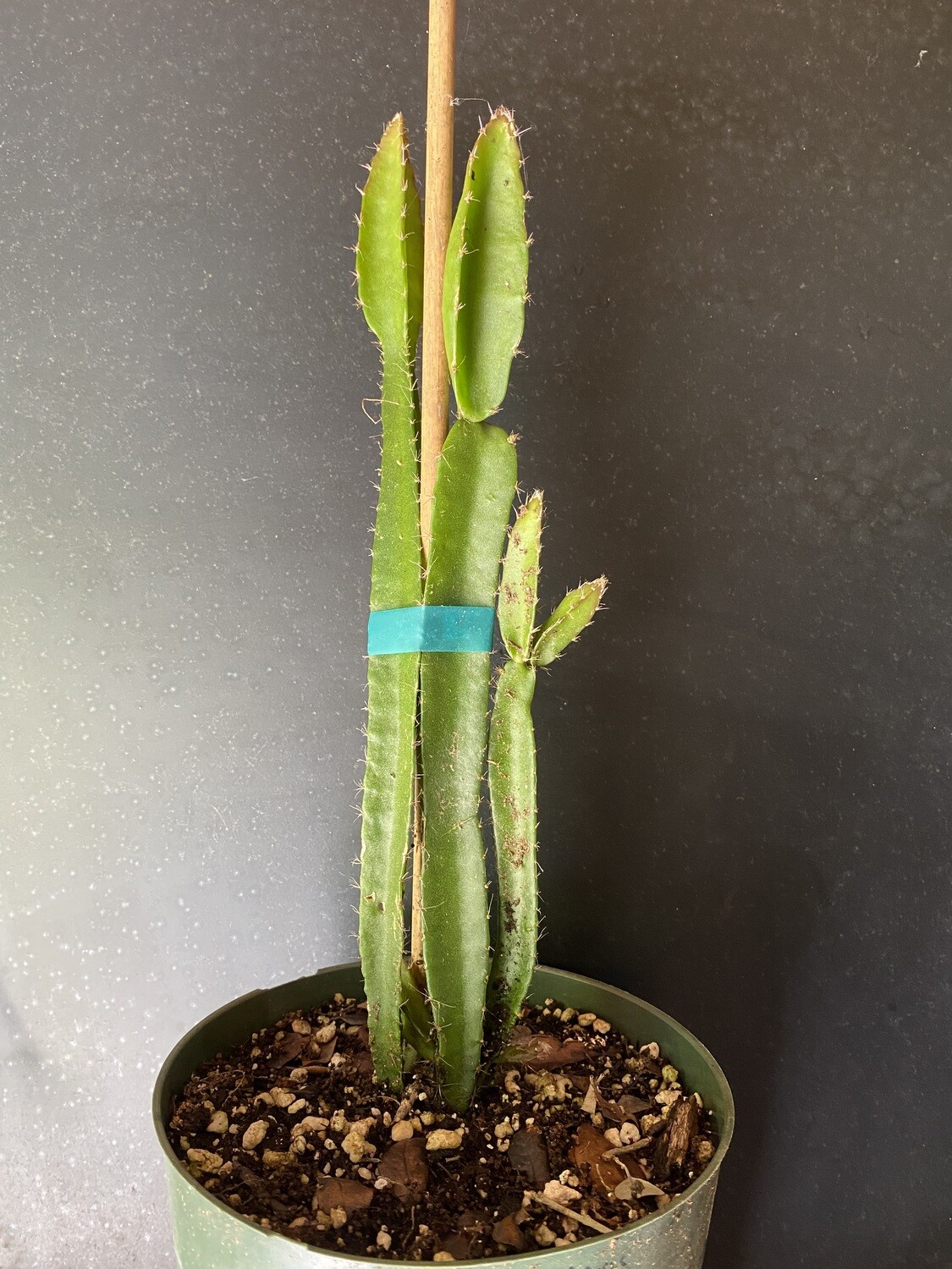 Dragon Fruit - Yellow (Hylocereus megalanthus) 1G