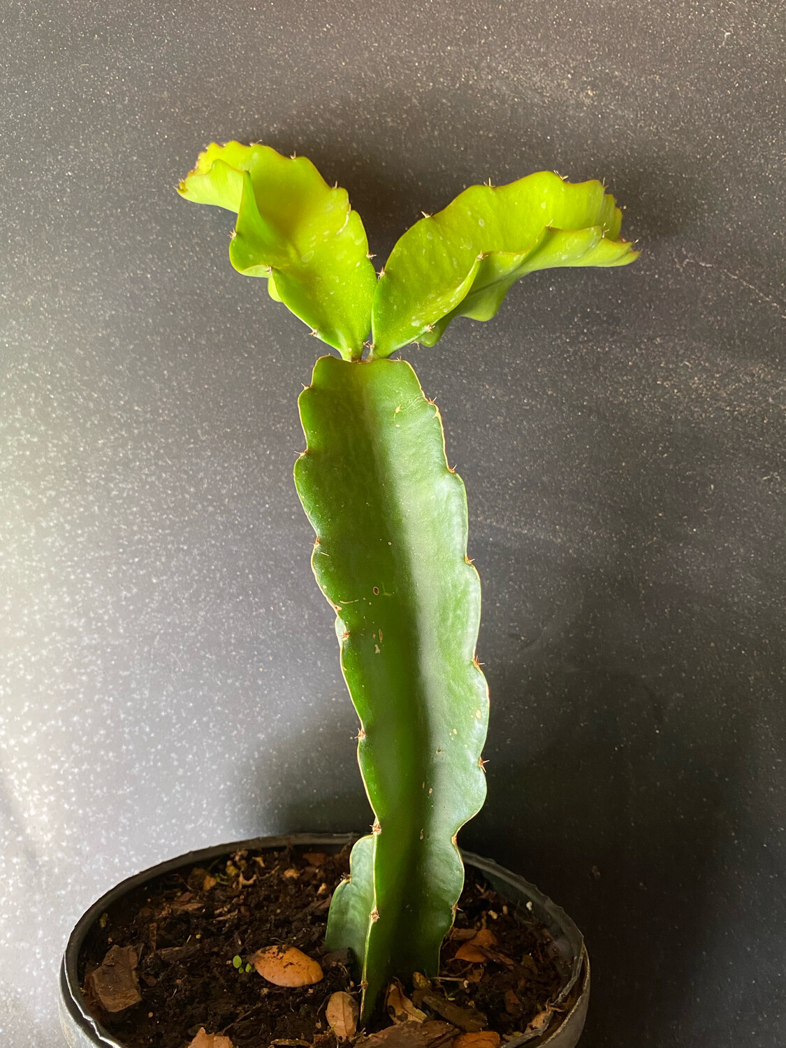 Dragon Fruit - Red (Hylocereus costaricensis) 1G
