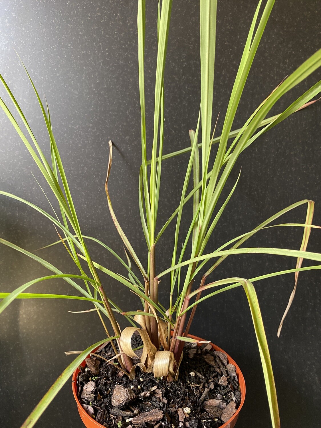 Lemongrass (Cymbopogon citratus) 1G