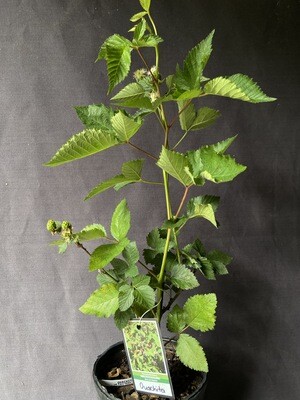 Blackberry - Ouachita (Rubus 'Ouachita') 1G