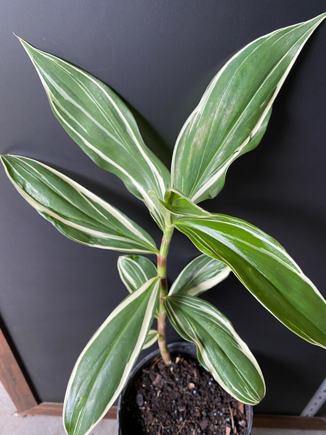 Ginger - Spiral Crepe, Variegated (Cheilocostus speciosus "variegatus") 1G Ginger - Spiral Crepe, Variegated (Cheilocostus speciosus "variegatus") 1G