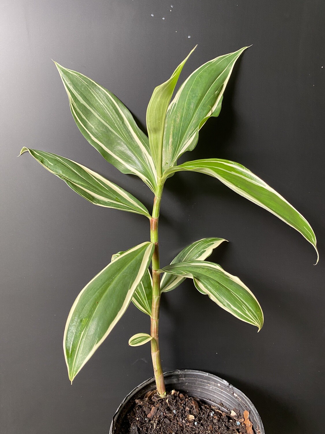 Ginger - Spiral Crepe, Variegated (Cheilocostus speciosus "variegatus") 1G Ginger - Spiral Crepe, Variegated (Cheilocostus speciosus "variegatus") 1G