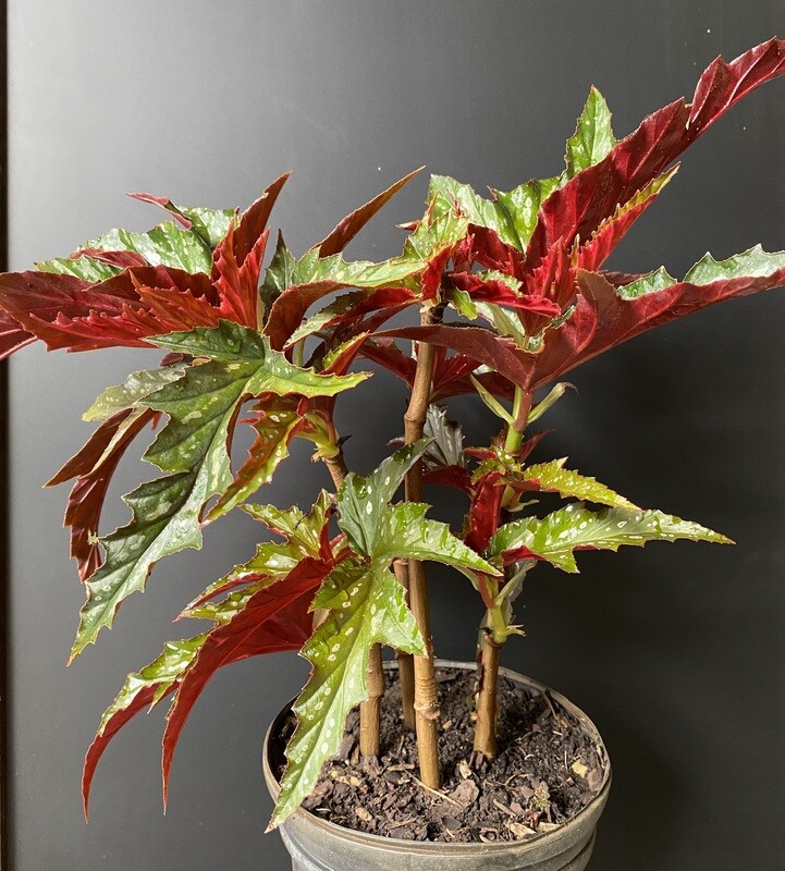 Begonia - Spotted (Begonia maculata) 1G Begonia - Spotted (Begonia maculata) 1G