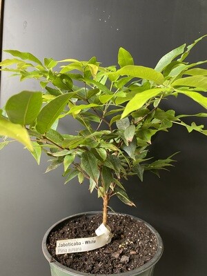 Jaboticaba Tree - White (Plinia aureana) 2G