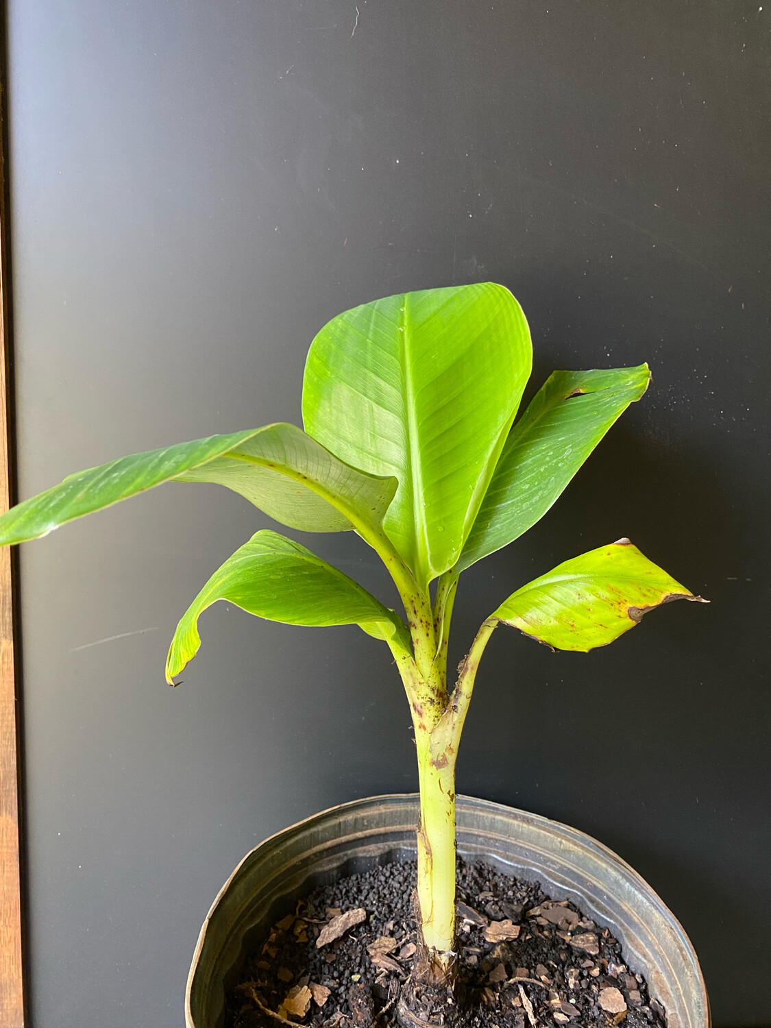 Banana - Dwarf Green (Musa acuminata) 3G