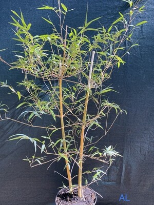 Bamboo - Asian Lemon (Bambusa eutuldoides viridi-vittata) 3G