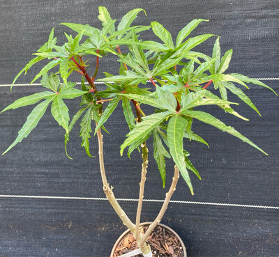 Hibiscus - Chief Kubo's Pride (Abelmoschus manihot) Salad Tree, 1G