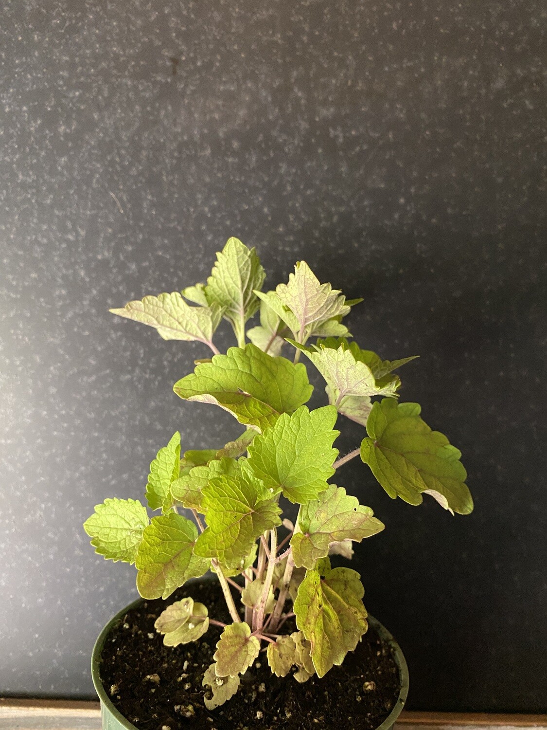 Mint - Korean (Agastache rugosa) 4&quot;