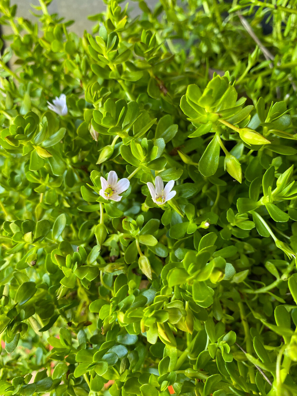 Bacopa (Bacopa monnieri) 2G