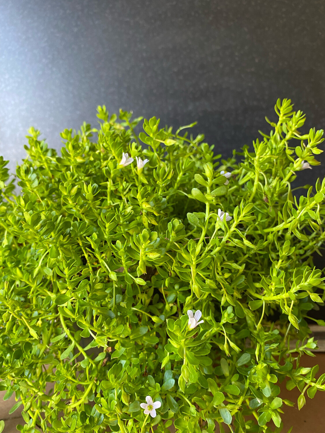 Bacopa (Bacopa monnieri) 2G