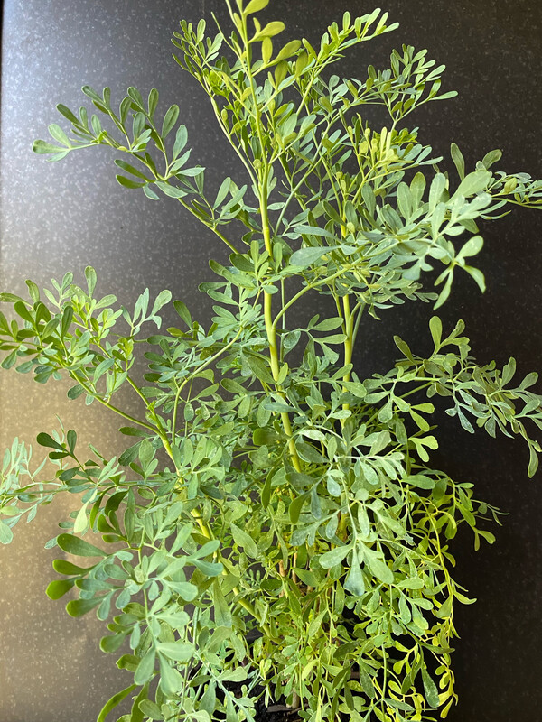 Rue (Ruta graveolens) 1G