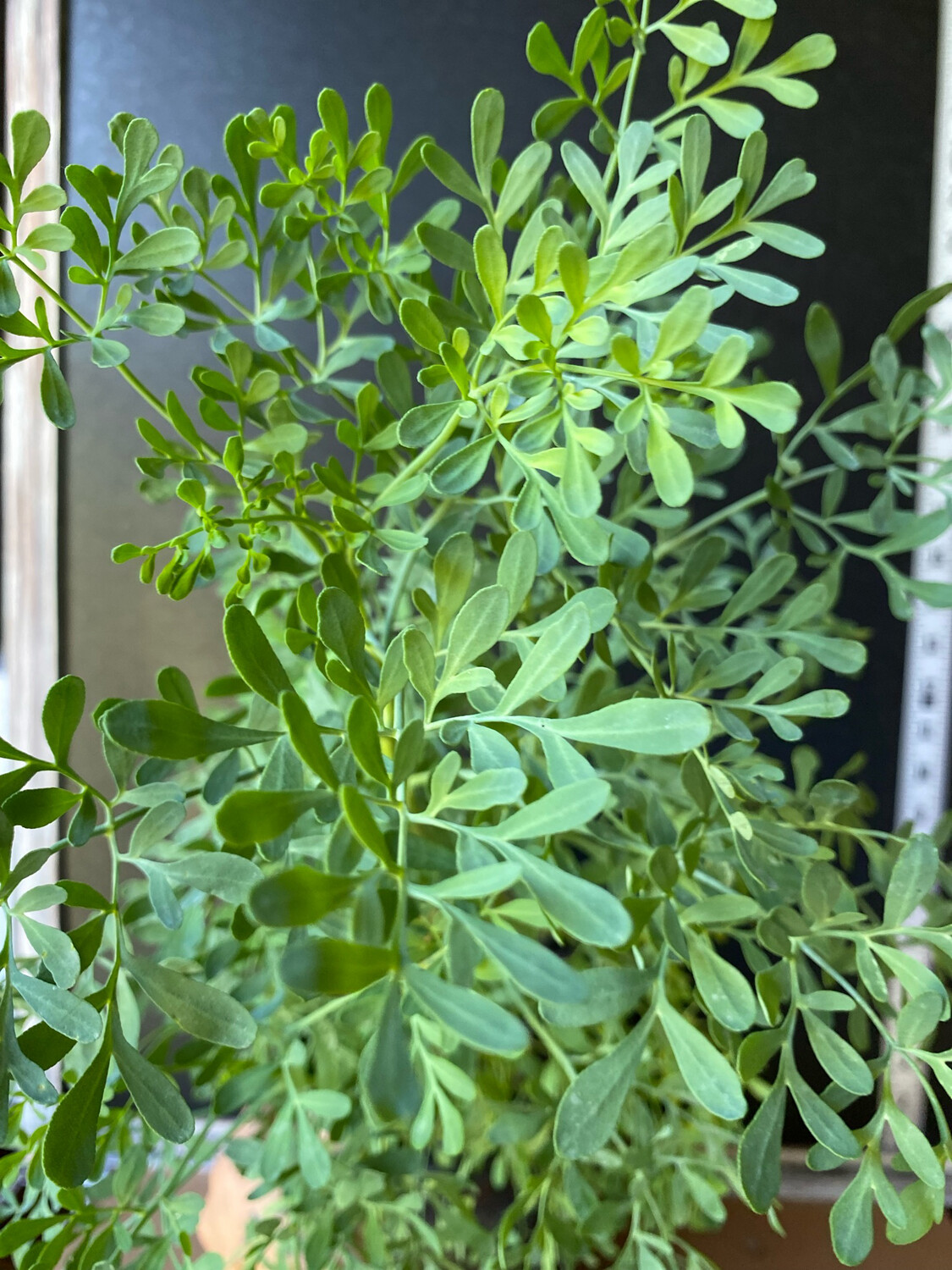 Rue (Ruta graveolens) 1G