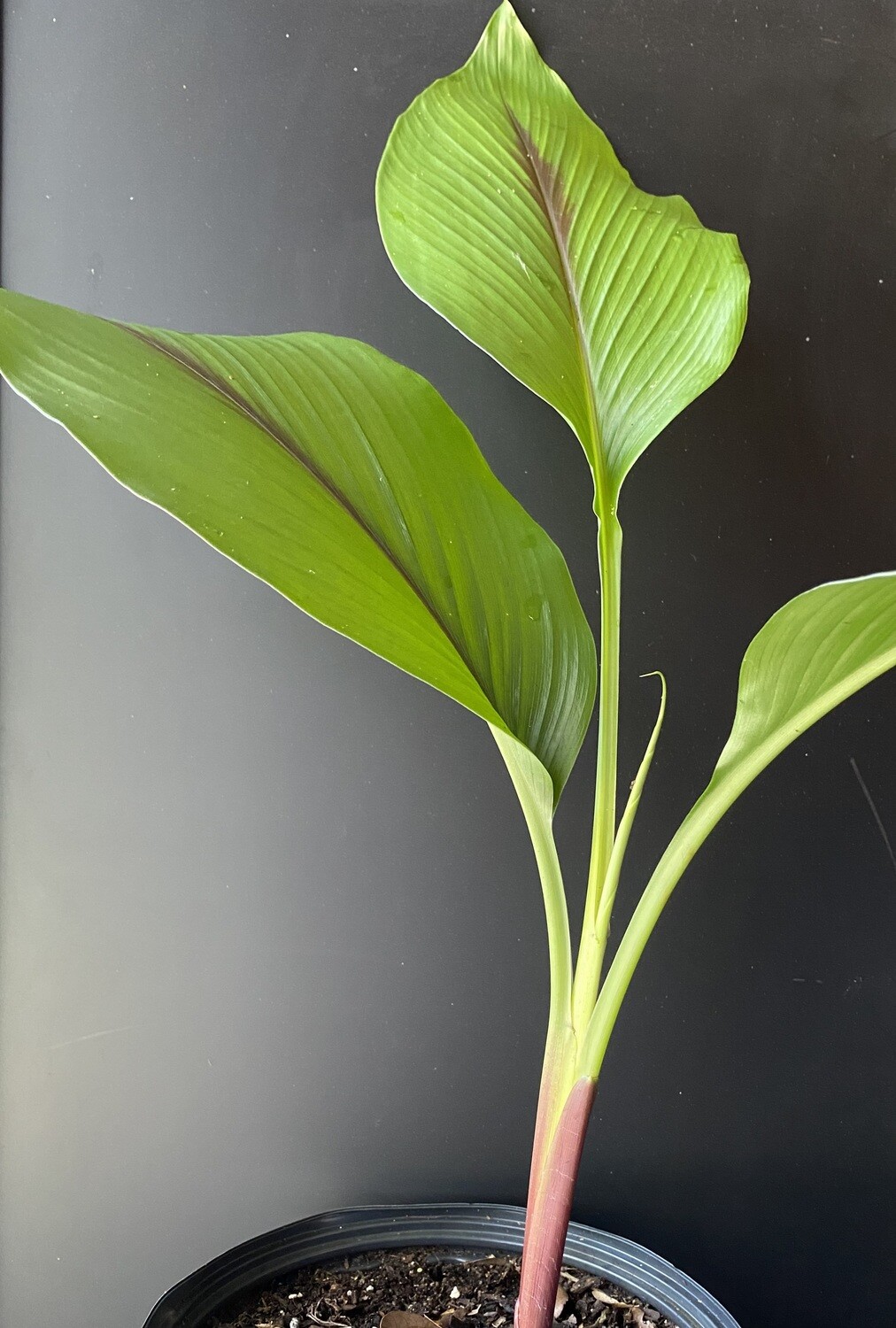 Turmeric - Green (Curcuma longa) 1G Turmeric - Green (Curcuma longa) 1G