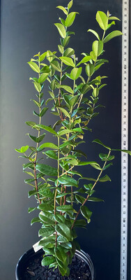 Cherry - Pitangatuba/Star Cherry Tree (Eugenia neonitida) 3G